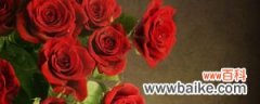 玫瑰花语，玫瑰花数量代表的含义
