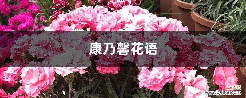 康乃馨花语