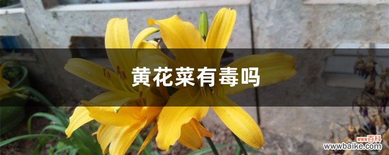 黄花菜有毒吗，吃黄花菜有什么好处