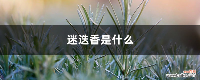 迷迭香是什么，有什么功效