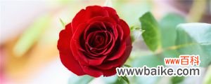 玫瑰的品种，红玫瑰有几个品种