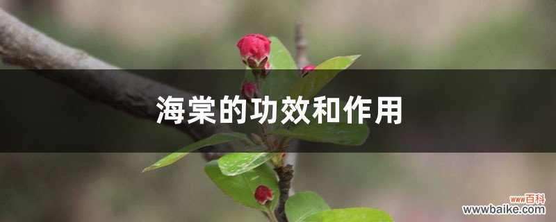 海棠的功效和作用，有什么禁忌