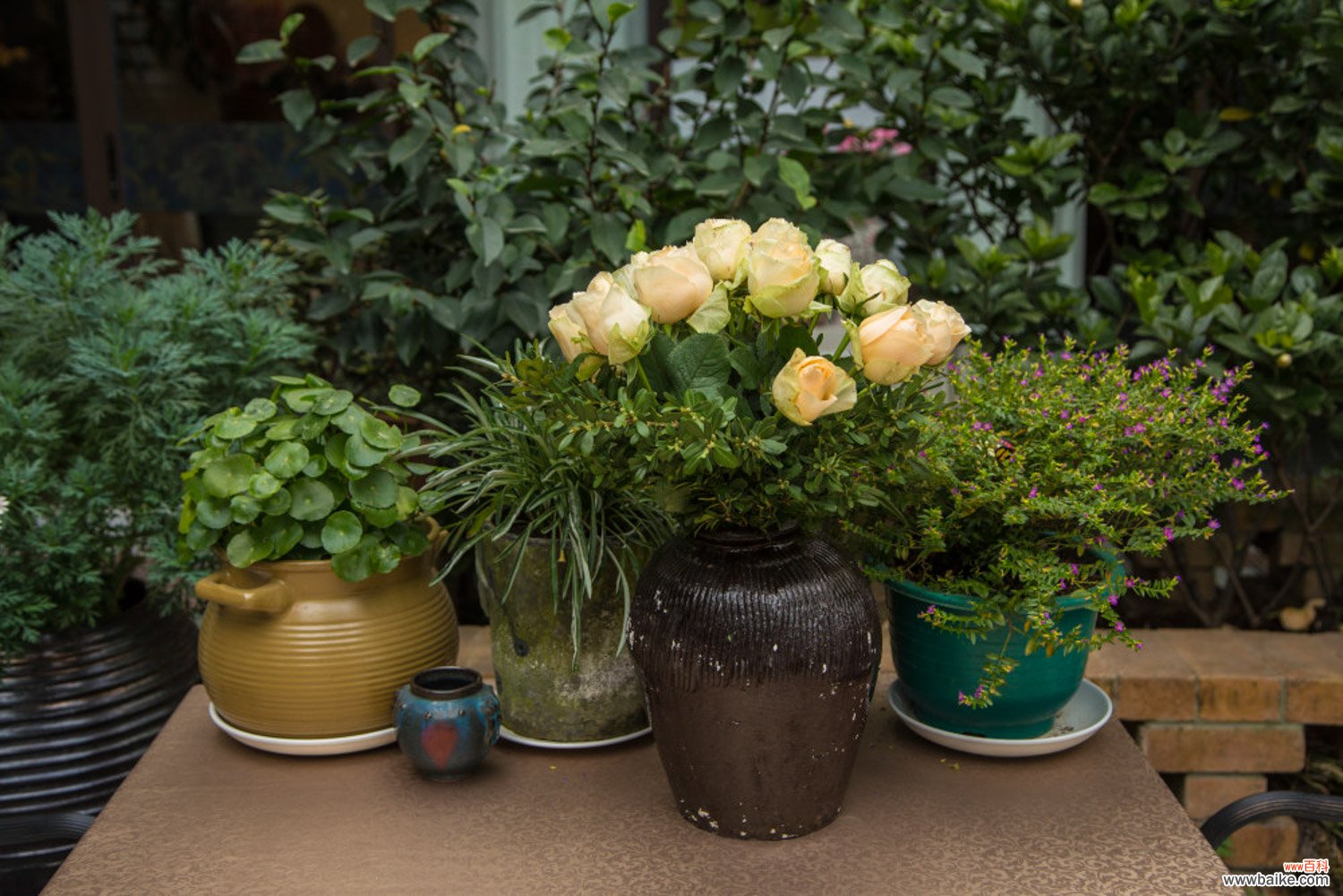 客厅放什么植物旺财，适合放客厅的大盆植物