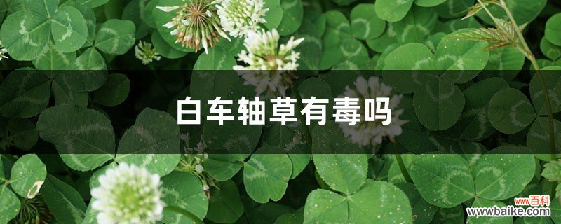 白车轴草有毒吗，白车轴草人可以吃吗