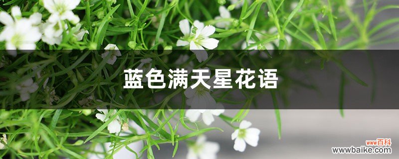 蓝色满天星花语，满天星适合送什么人