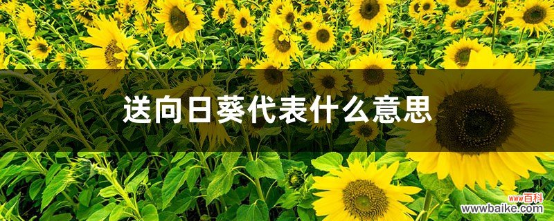 向日葵代表什么含义，向日葵一般送什么人