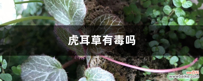 虎耳草有毒吗，虎耳草可以煎水喝吗