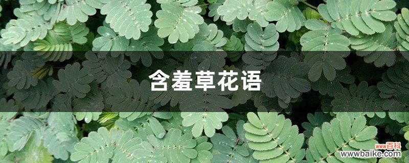 含羞草花语，含羞草开花吗