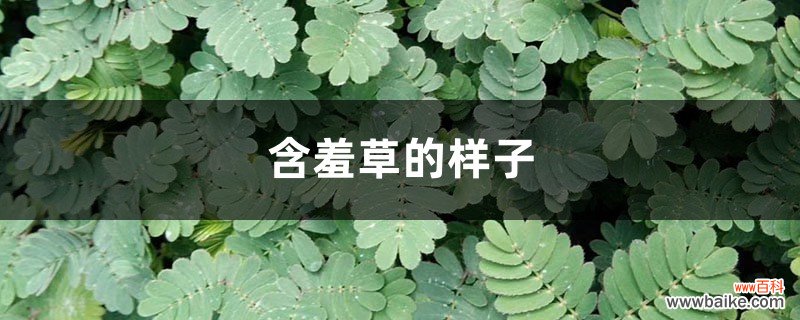 含羞草的样子，含羞草的叶子像什么