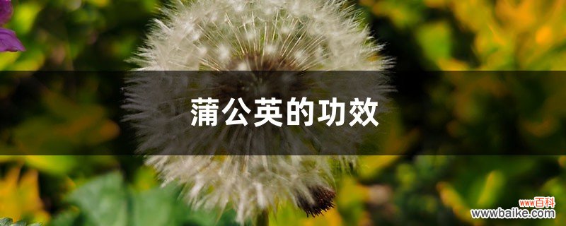 蒲公英的功效，蒲公英有什么作用