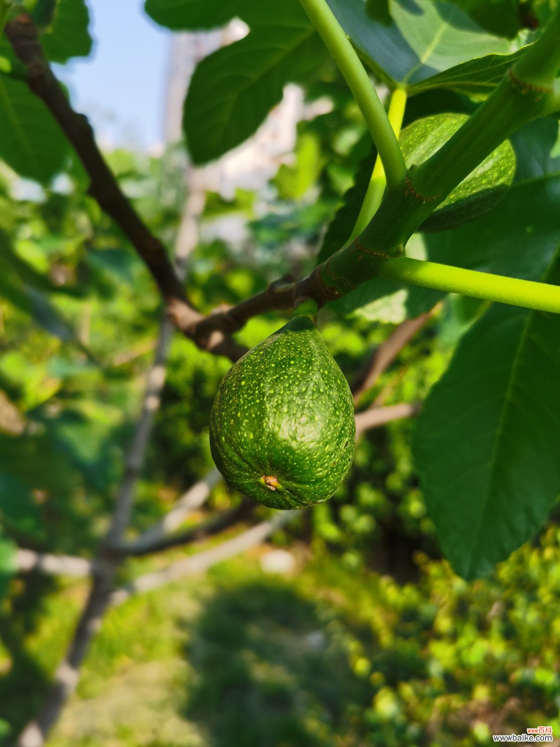 无花果的功效与作用，无花果孕妇能吃吗