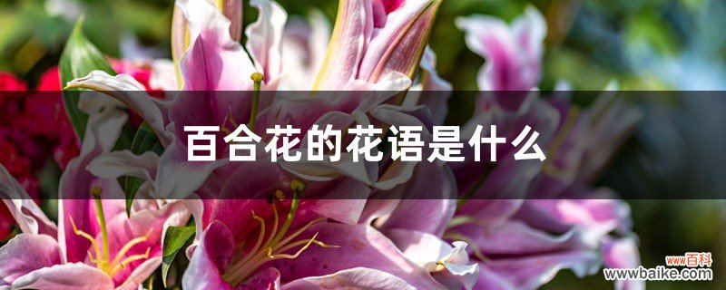 百合花的花语是什么，百合花象征着什么