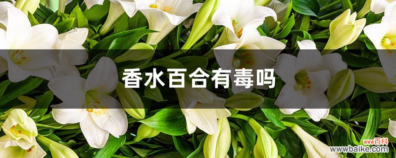 香水百合有毒吗，香水百合图片