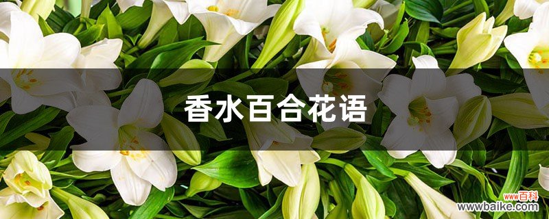 香水百合花语，百合花寓意