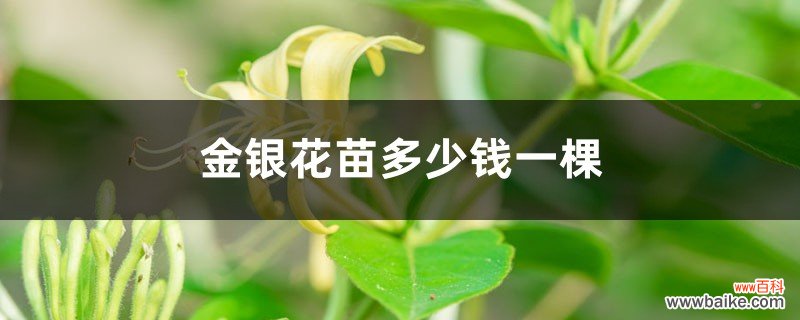 金银花苗多少钱一棵，金银花苗价格