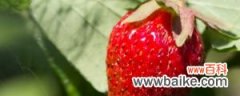 草莓的功效与作用，孕妇可以吃草莓吗