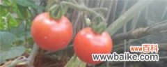 西红柿的功效与作用，西红柿不能和什么一起吃