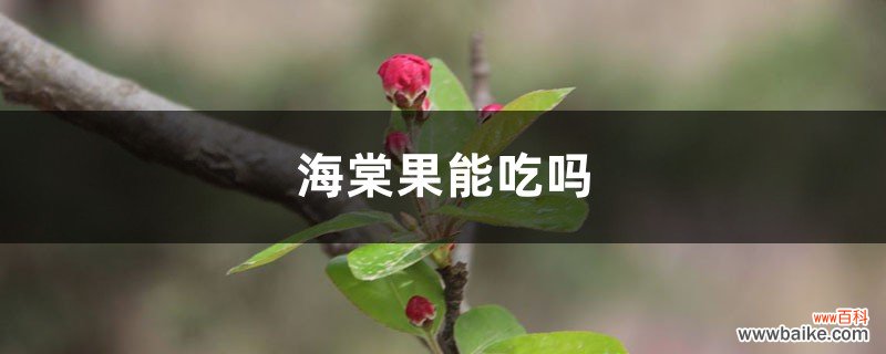 海棠果能吃吗，海棠果怎么吃