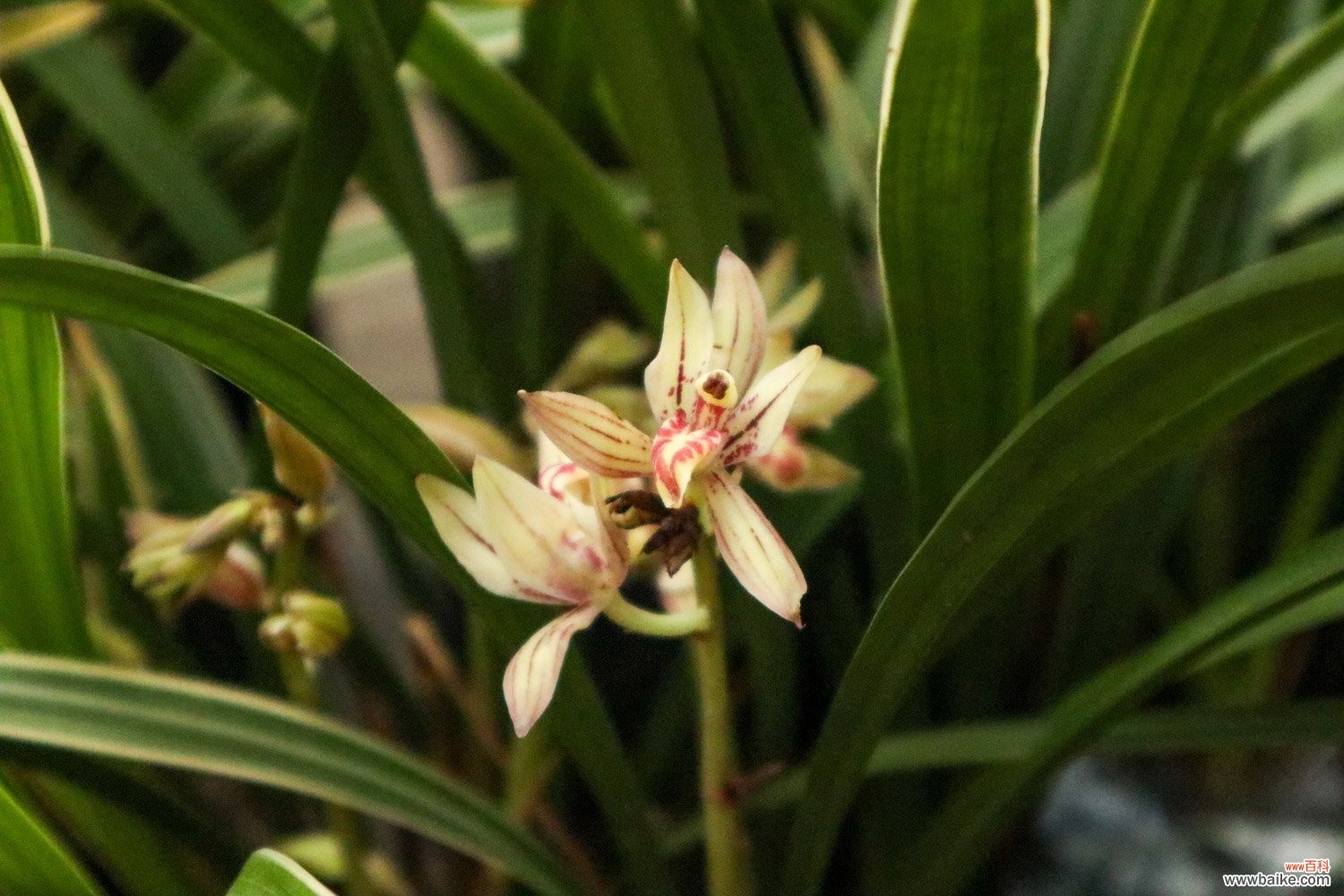 十大名贵兰花 名贵兰花品种有哪些