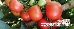 西红柿的营养价值，西红柿生吃好还是熟吃好