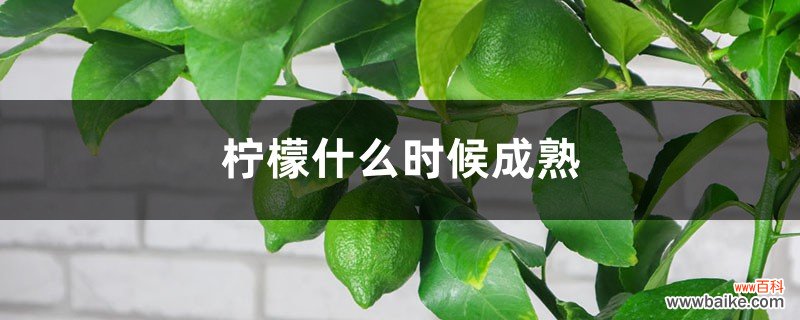 柠檬什么时候成熟，柠檬可以放多久