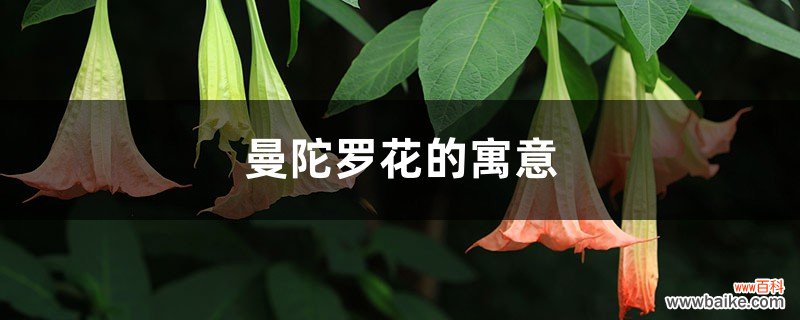 曼陀罗花的寓意，曼陀罗是什么意思