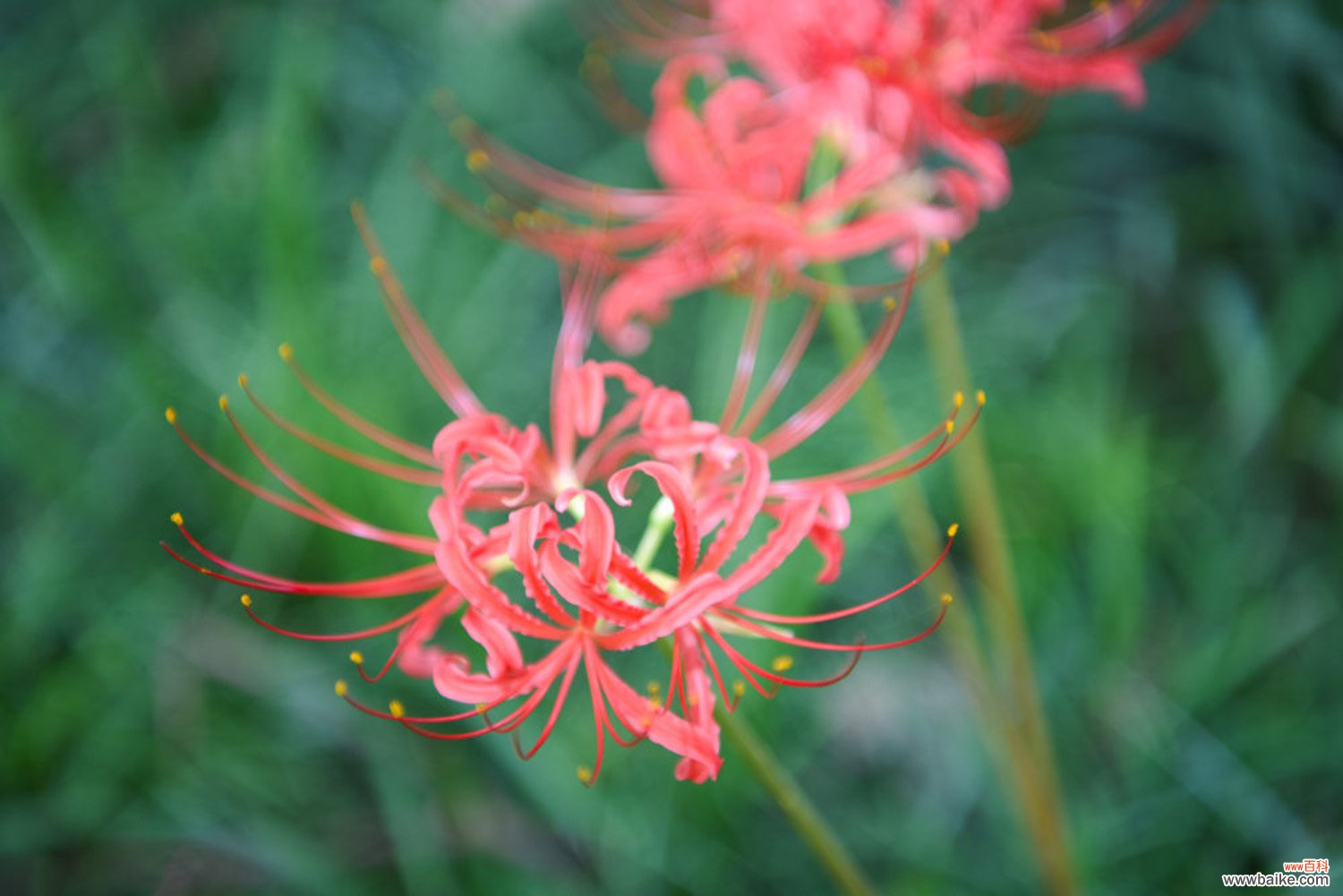 曼珠沙华的花语，曼珠沙华图片