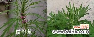 益母草和艾草的区别，艾草图片