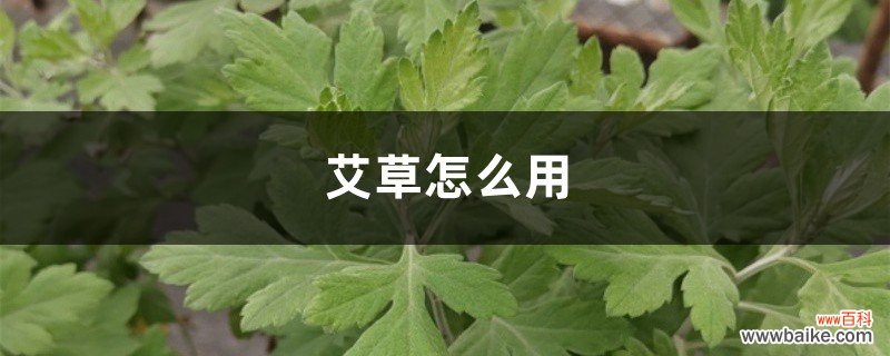 艾草怎么用，艾草的价格