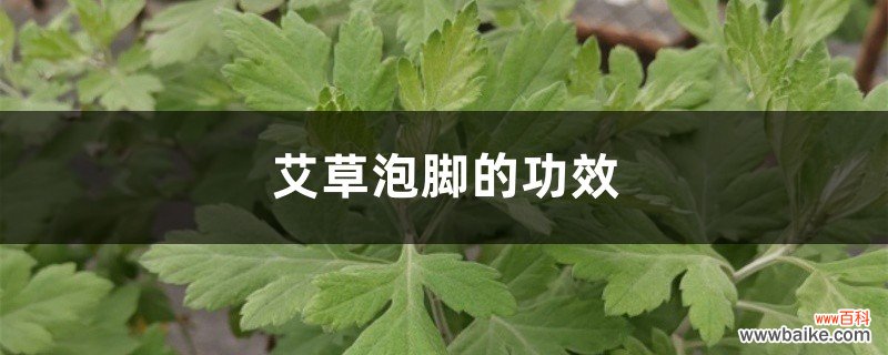 艾草泡脚的功效，艾草泡脚的禁忌