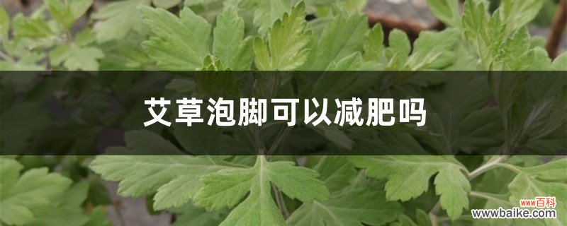 艾草泡脚可以减肥吗，艾草泡脚有什么作用