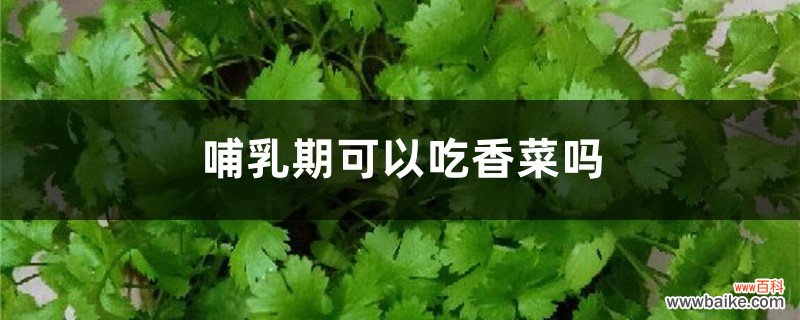 哺乳期可以吃香菜吗，孕妇可以吃吗