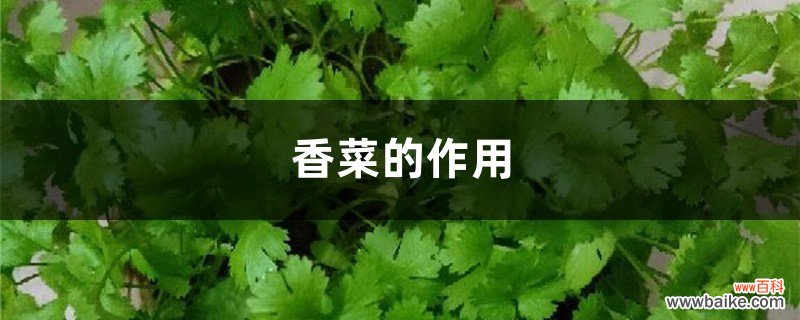 香菜的作用，孕妇可以吃吗