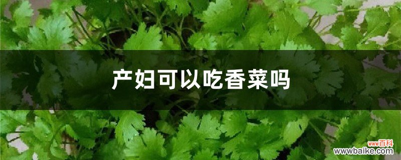 产妇可以吃香菜吗，哺乳期能吃吗