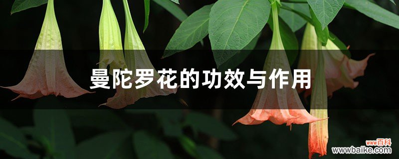 曼陀罗花的功效与作用，曼陀罗花图片