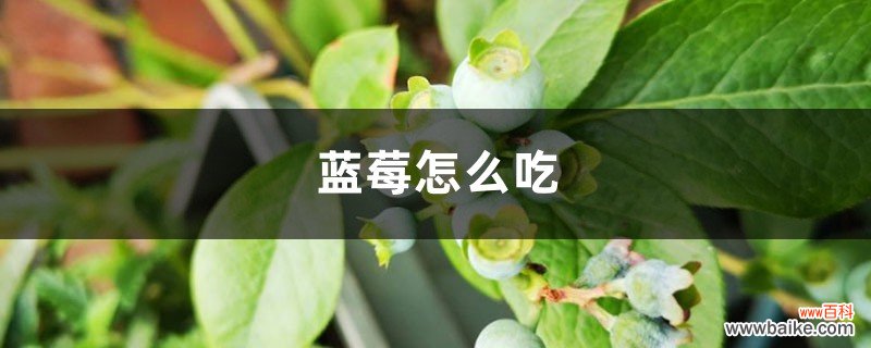 蓝莓怎么吃，蓝莓的功效