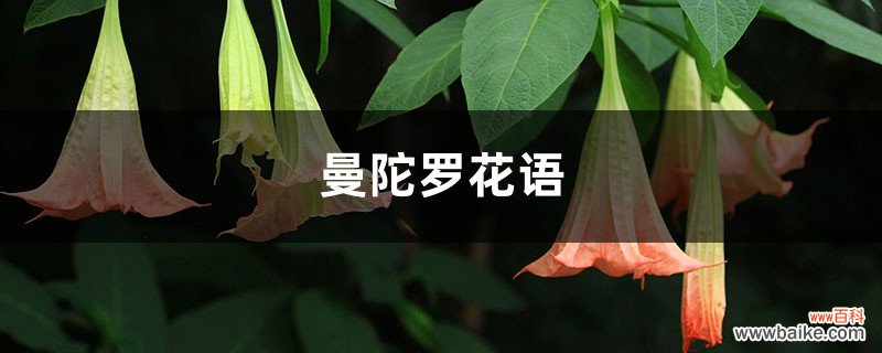 曼陀罗花语，曼陀罗花的寓意