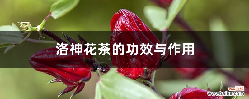 洛神花茶的功效、作用与禁忌