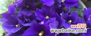 紫罗兰花语，紫罗兰图片