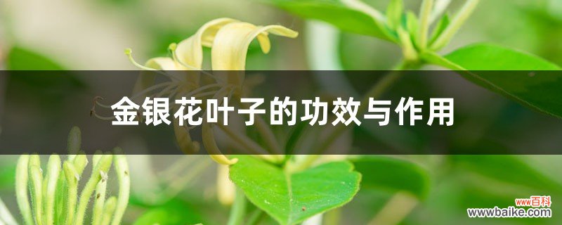 金银花叶子的功效与作用，叶子可以泡水喝吗