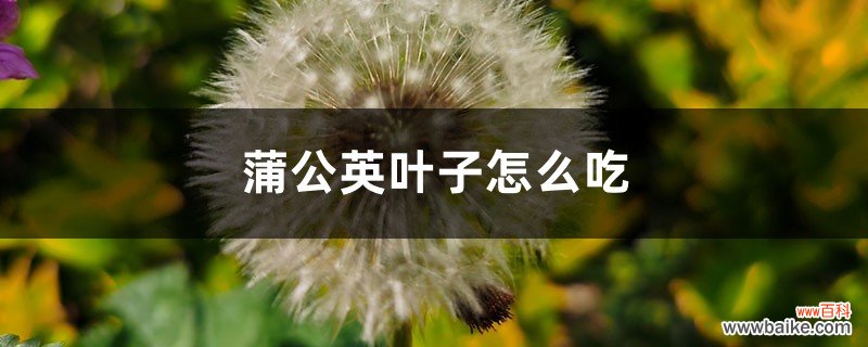 蒲公英叶子怎么吃，可以泡水吗