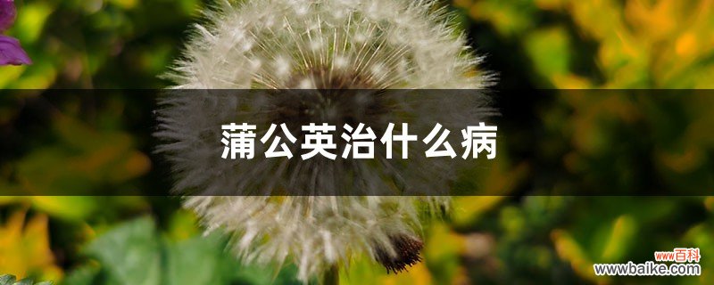 蒲公英能治什么病