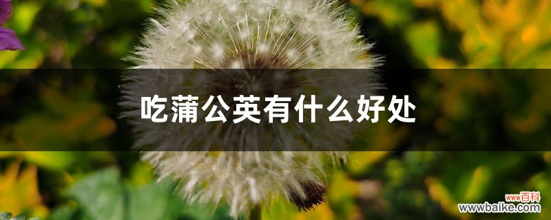 吃蒲公英有什么好处，新鲜的蒲公英怎么吃