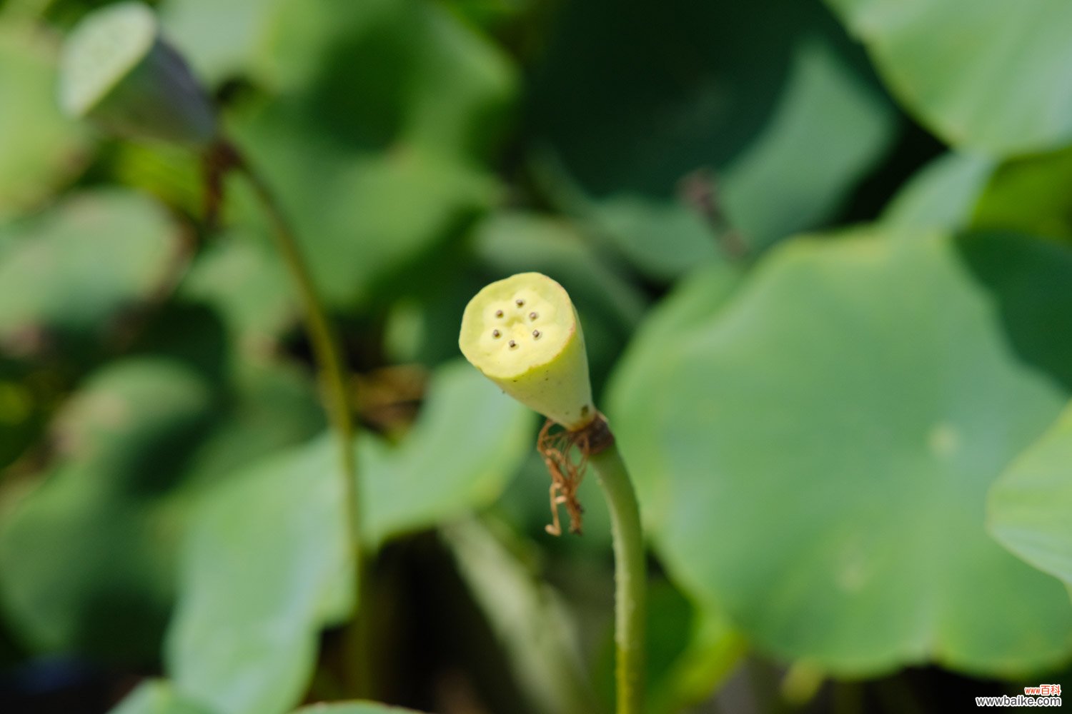 莲花叶子如何泡茶喝，对身体好吗