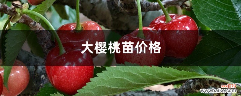 大樱桃苗的品种和价格