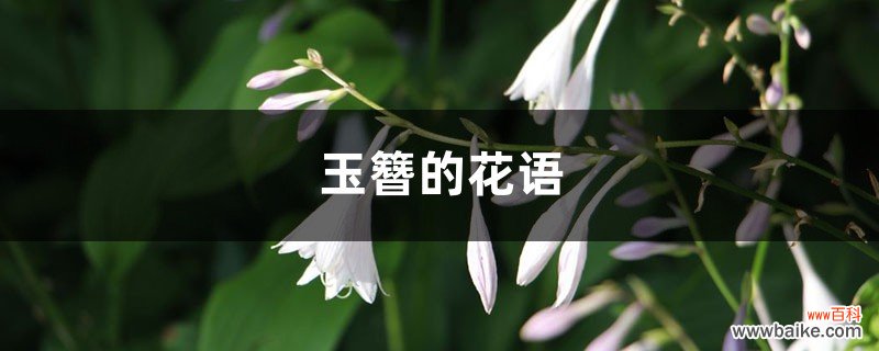 玉簪的花语和寓意，有什么传说故事