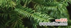 红豆杉的药用功效和使用方法，使用有什么禁忌