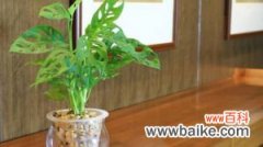 适合卧室种植的水养盆栽 | 龟背竹