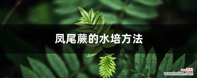 凤尾蕨的水培方法