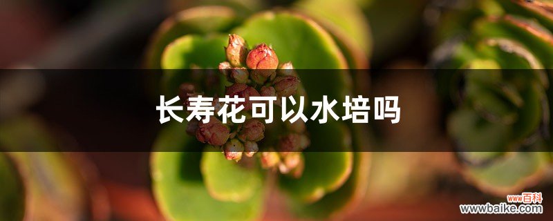 长寿花可以水培吗